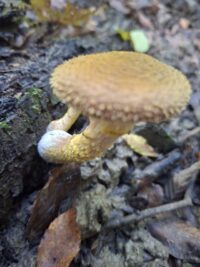 грибы горной Адыгеи