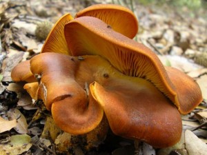 Omphalotus olearius4 300x225 Omphalotus olearius4