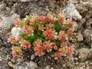 1271066052 mountine flowers 11 300x225 