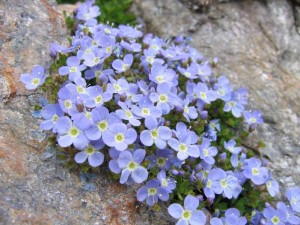 1271230560 1271065987 mountine flowers 13 300x225 горные цветы кавказского заповедника