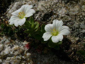 flower04 300x225 