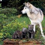 Волчица с волчатами фото 768x576 150x150 Семейство собачьи на Кавказе. Что мы о них знаем?