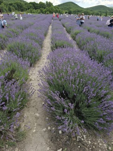 20250621 105141 360x480 Лавандовые поля : уникальная симфония